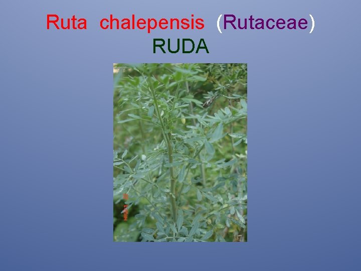 Ruta chalepensis (Rutaceae) RUDA 