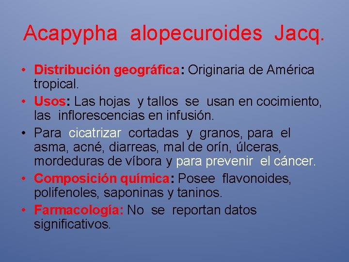 Acapypha alopecuroides Jacq. • Distribución geográfica: Originaria de América tropical. • Usos: Las hojas