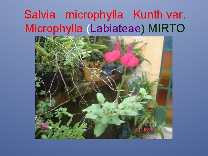 Salvia microphylla Kunth var. Microphylla (Labiateae) MIRTO 