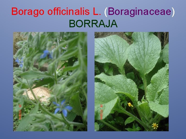 Borago officinalis L. (Boraginaceae) BORRAJA 