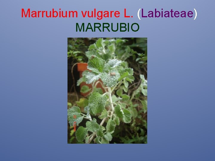 Marrubium vulgare L. (Labiateae) MARRUBIO 