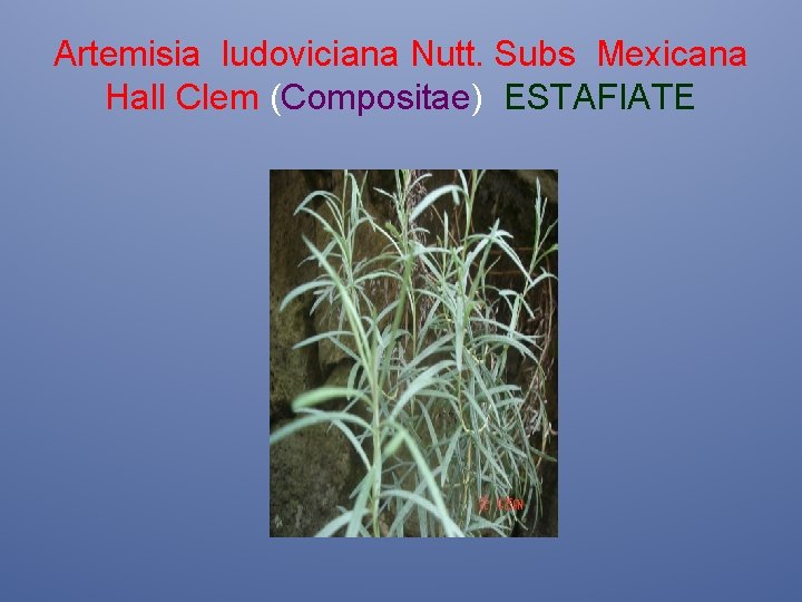 Artemisia ludoviciana Nutt. Subs Mexicana Hall Clem (Compositae) ESTAFIATE 