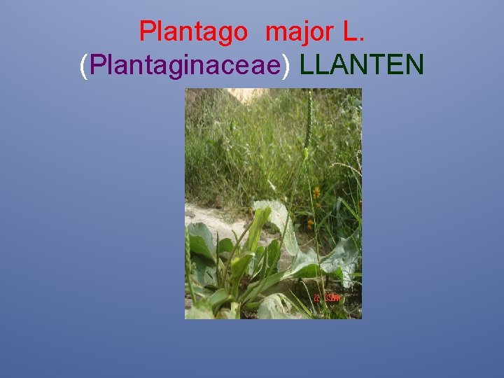Plantago major L. (Plantaginaceae) LLANTEN 