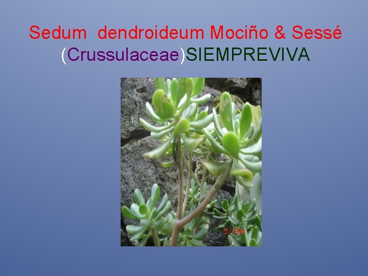 Sedum dendroideum Mociño & Sessé (Crussulaceae)SIEMPREVIVA 