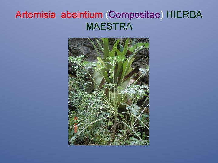 Artemisia absintium (Compositae) HIERBA MAESTRA 