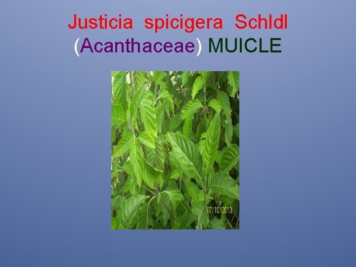 Justicia spicigera Schldl (Acanthaceae) MUICLE 