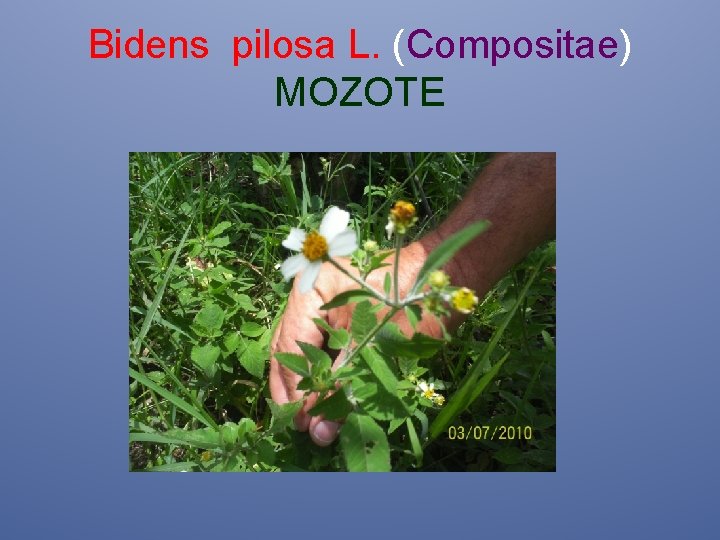 Bidens pilosa L. (Compositae) MOZOTE 