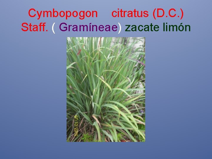 Cymbopogon citratus (D. C. ) Staff. ( Gramíneae) zacate limón 