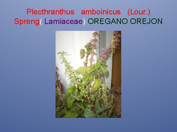 Plecthranthus amboinicus (Lour. ) Spreng( Lamiaceae) OREGANO OREJON 