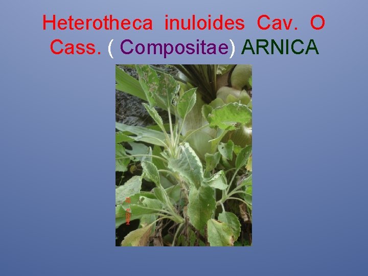 Heterotheca inuloides Cav. O Cass. ( Compositae) ARNICA 