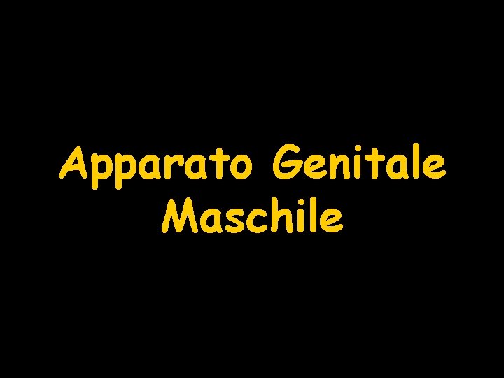 Apparato Genitale Maschile 