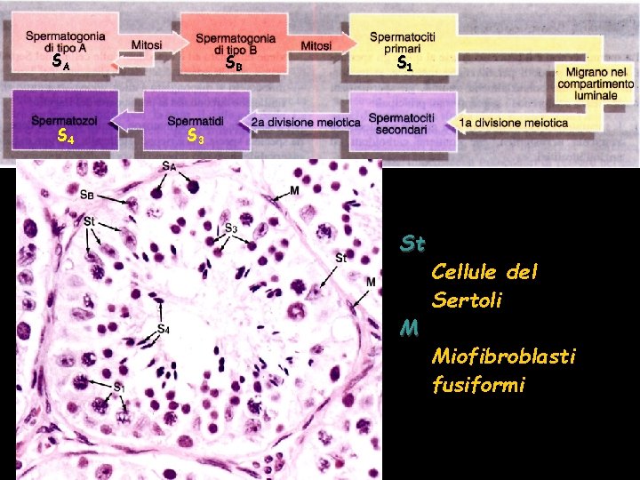 SA S 4 SB S 1 S 3 St M Cellule del Sertoli Miofibroblasti