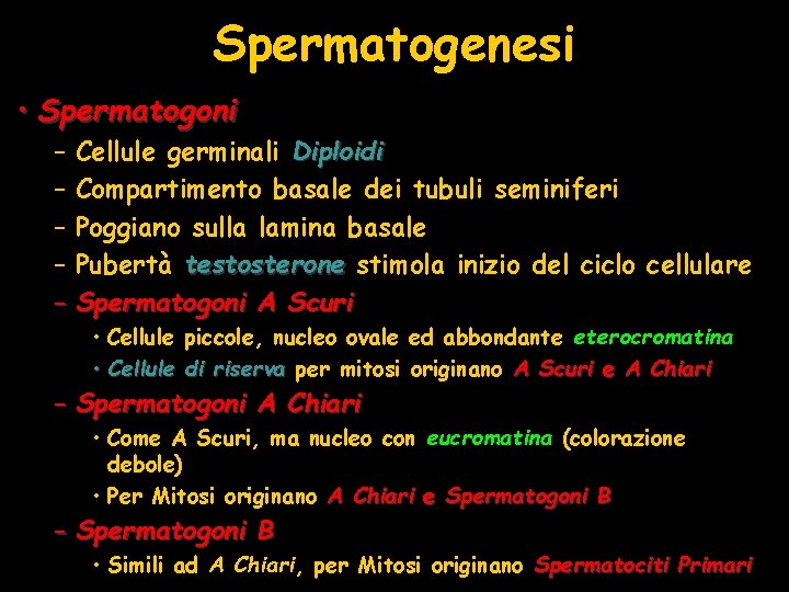 Spermatogenesi • Spermatogoni – Cellule germinali Diploidi – Compartimento basale dei tubuli seminiferi –