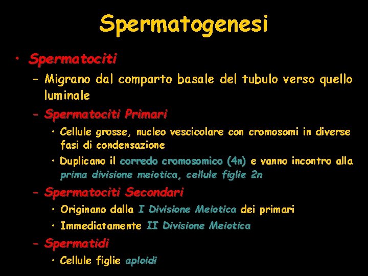 Spermatogenesi • Spermatociti – Migrano dal comparto basale del tubulo verso quello luminale –