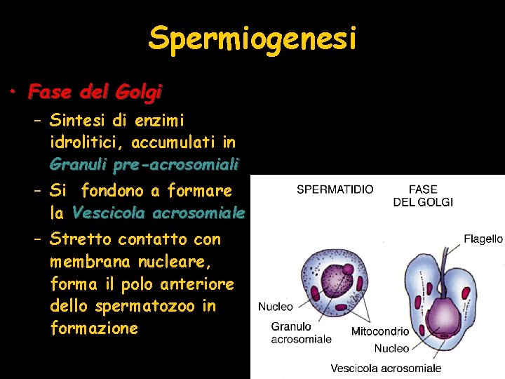 Spermiogenesi • Fase del Golgi – Sintesi di enzimi idrolitici, accumulati in Granuli pre-acrosomiali