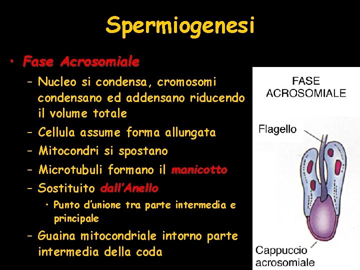 Spermiogenesi • Fase Acrosomiale – Nucleo si condensa, cromosomi condensano ed addensano riducendo il