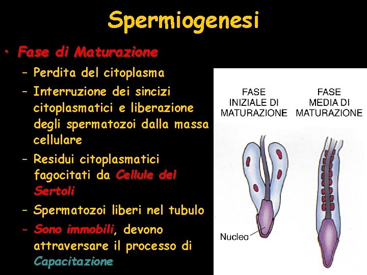 Spermiogenesi • Fase di Maturazione – Perdita del citoplasma – Interruzione dei sincizi citoplasmatici