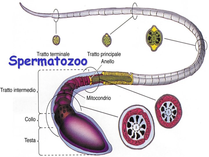 Spermatozoo 