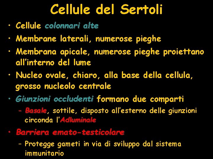 Cellule del Sertoli • Cellule colonnari alte • Membrane laterali, numerose pieghe • Membrana