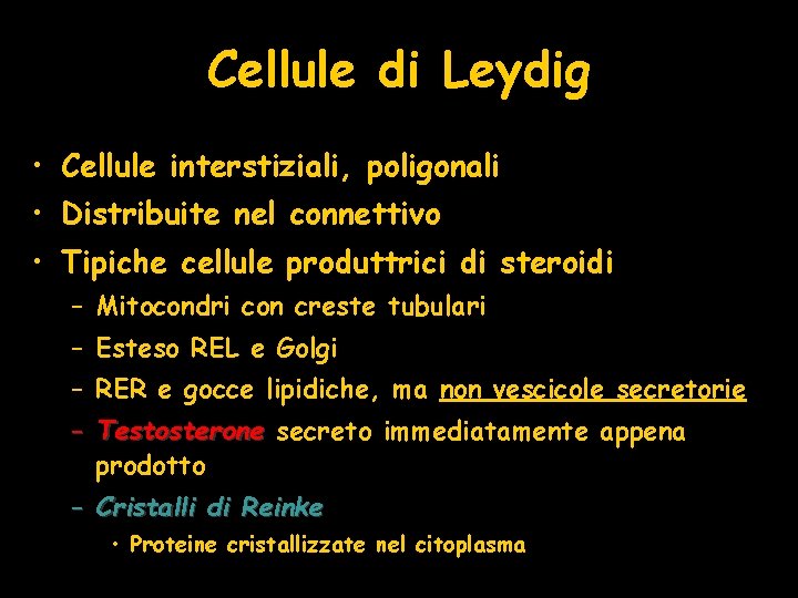 Cellule di Leydig • Cellule interstiziali, poligonali • Distribuite nel connettivo • Tipiche cellule