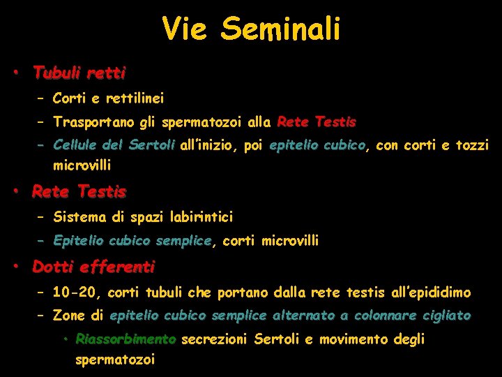 Vie Seminali • Tubuli retti – Corti e rettilinei – Trasportano gli spermatozoi alla