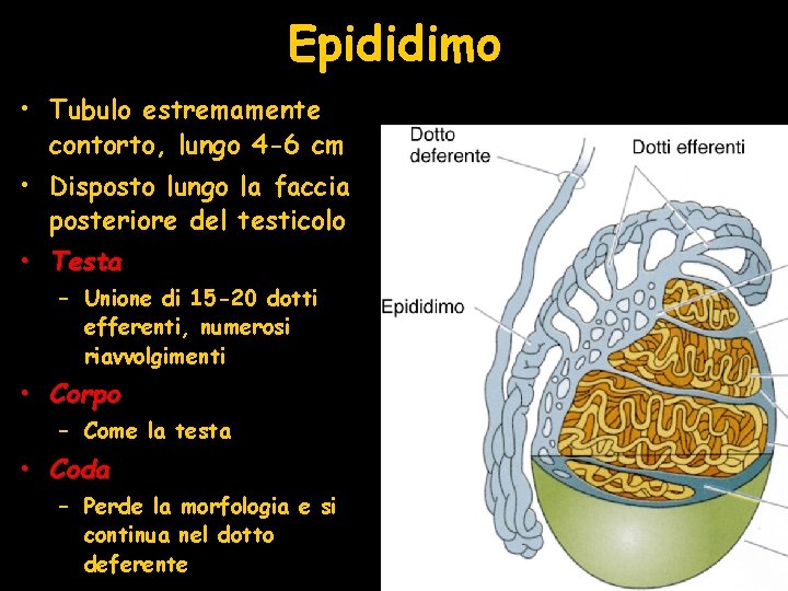 Epididimo • Tubulo estremamente contorto, lungo 4 -6 cm • Disposto lungo la faccia