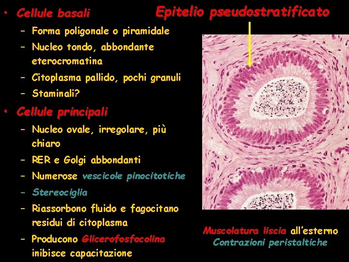  • Cellule basali Epitelio pseudostratificato – Forma poligonale o piramidale – Nucleo tondo,