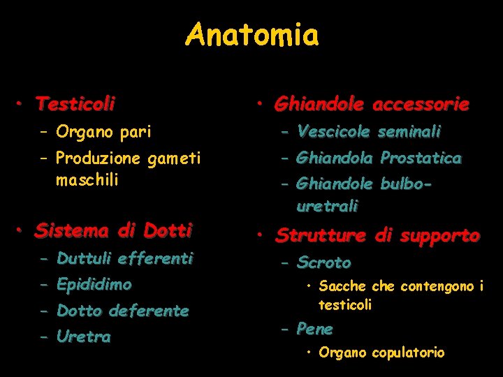Anatomia • Testicoli – Organo pari – Produzione gameti maschili • Sistema di Dotti