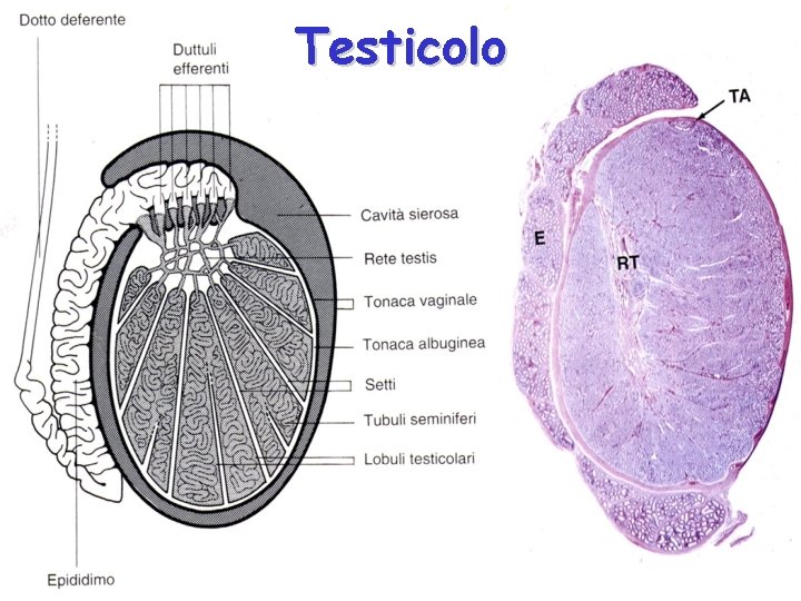 Testicolo 