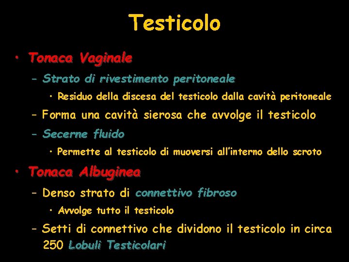 Testicolo • Tonaca Vaginale – Strato di rivestimento peritoneale • Residuo della discesa del