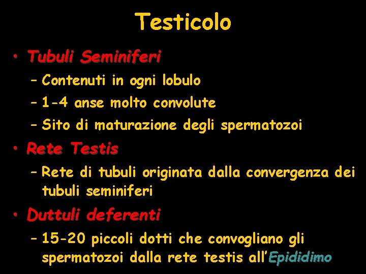 Testicolo • Tubuli Seminiferi – Contenuti in ogni lobulo – 1 -4 anse molto