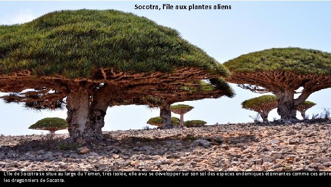 Socotra, l'île aux plantes aliens L'île de Socotra se situe au large du Yémen,