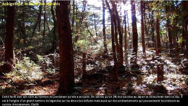 Aokigahara, la forêt des suicidés Cette forêt doit son nom au nombre de pendaison