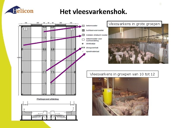 8 Het vleesvarkenshok. Vleesvarkens in grote groepen Vleesvarkens in groepen van 10 tot 12