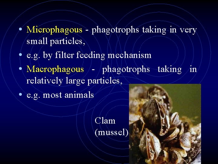 • Microphagous - phagotrophs taking in very small particles, • e. g. by • Microphagous - phagotrophs taking in very small particles, • e. g. by