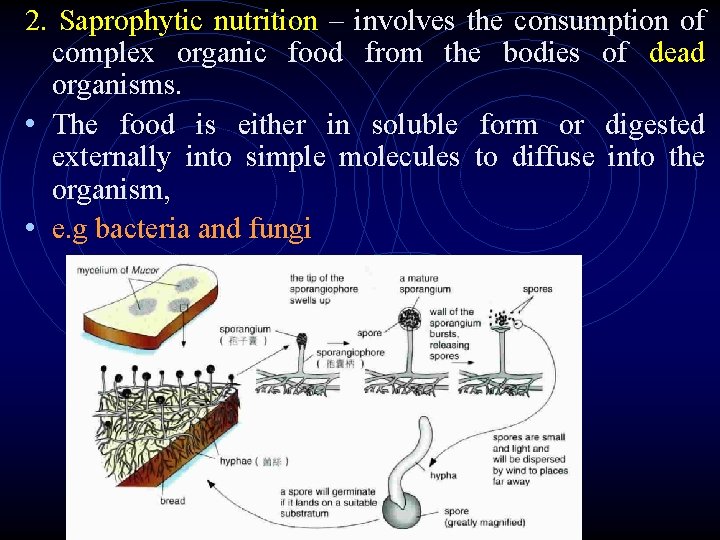 2. Saprophytic nutrition – involves the consumption of complex organic food from the bodies 2. Saprophytic nutrition – involves the consumption of complex organic food from the bodies