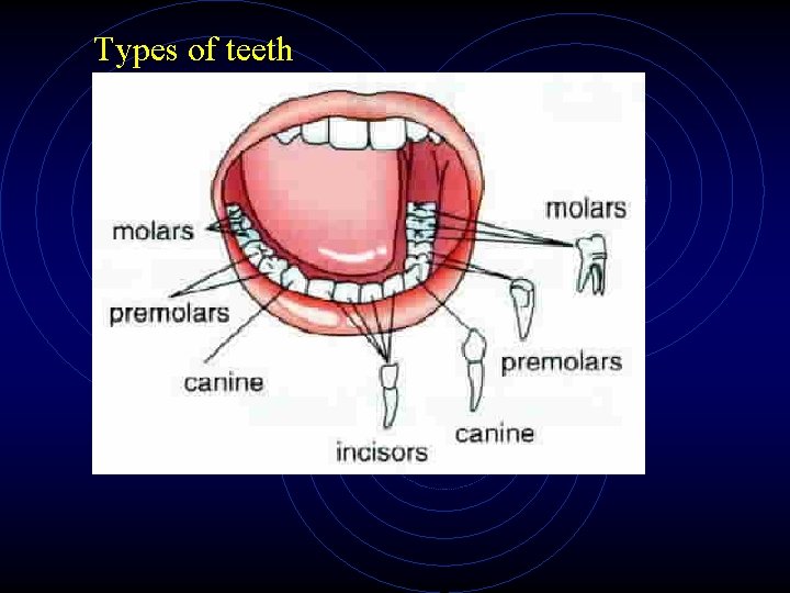 Types of teeth Types of teeth