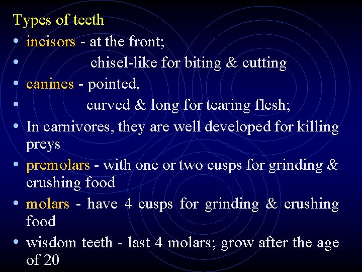 Types of teeth • incisors - at the front; • chisel-like for biting & Types of teeth • incisors - at the front; • chisel-like for biting &