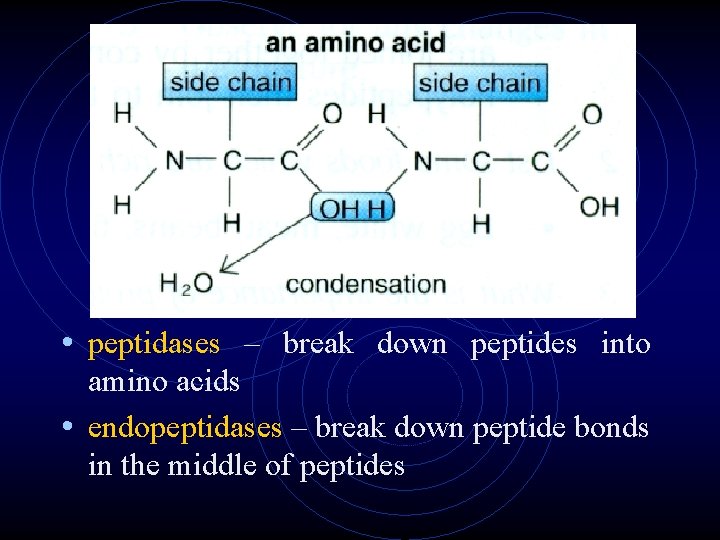 • peptidases – break down peptides into amino acids • endopeptidases – break • peptidases – break down peptides into amino acids • endopeptidases – break