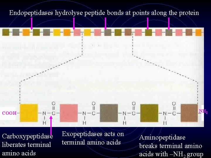 Endopeptidases hydrolyse peptide bonds at points along the protein NH 2 COOH Carboxypeptidase liberates Endopeptidases hydrolyse peptide bonds at points along the protein NH 2 COOH Carboxypeptidase liberates