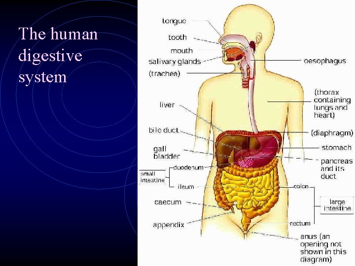 The human digestive system The human digestive system