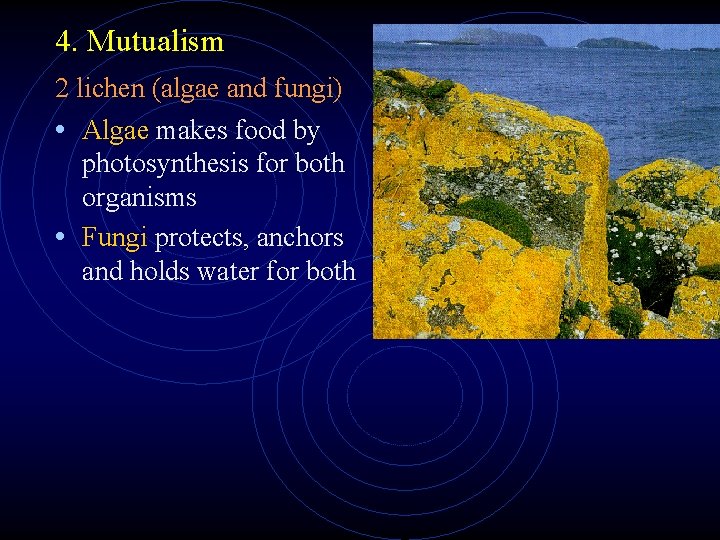 4. Mutualism 2 lichen (algae and fungi) • Algae makes food by photosynthesis for 4. Mutualism 2 lichen (algae and fungi) • Algae makes food by photosynthesis for