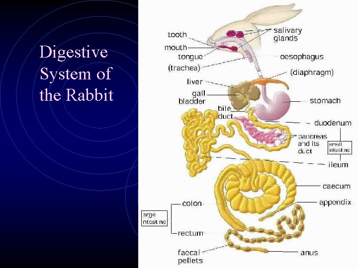 Digestive System of the Rabbit Digestive System of the Rabbit