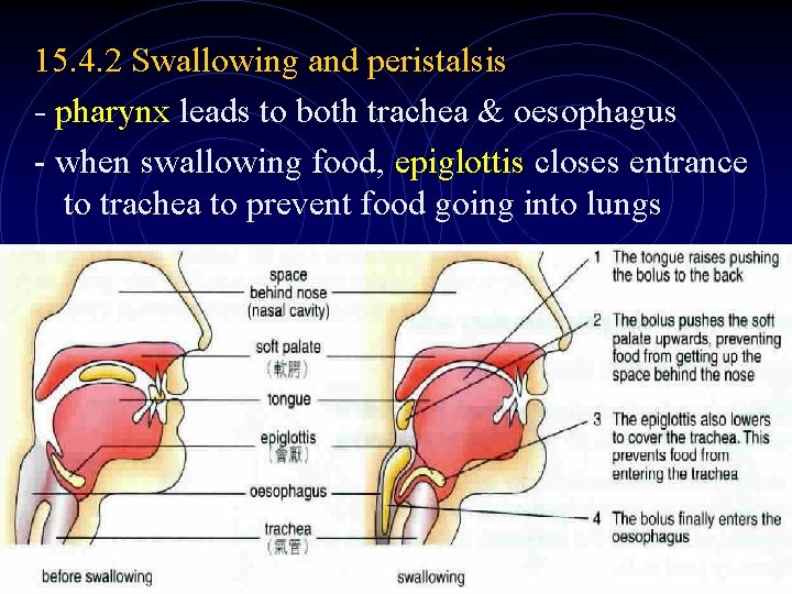 15. 4. 2 Swallowing and peristalsis - pharynx leads to both trachea & oesophagus 15. 4. 2 Swallowing and peristalsis - pharynx leads to both trachea & oesophagus