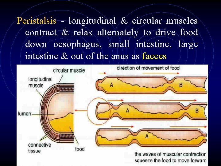 Peristalsis - longitudinal & circular muscles contract & relax alternately to drive food down Peristalsis - longitudinal & circular muscles contract & relax alternately to drive food down