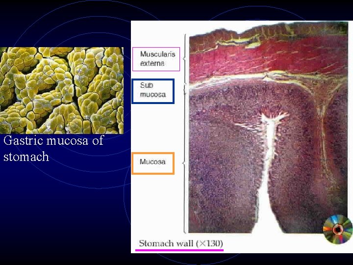 Gastric mucosa of stomach Gastric mucosa of stomach