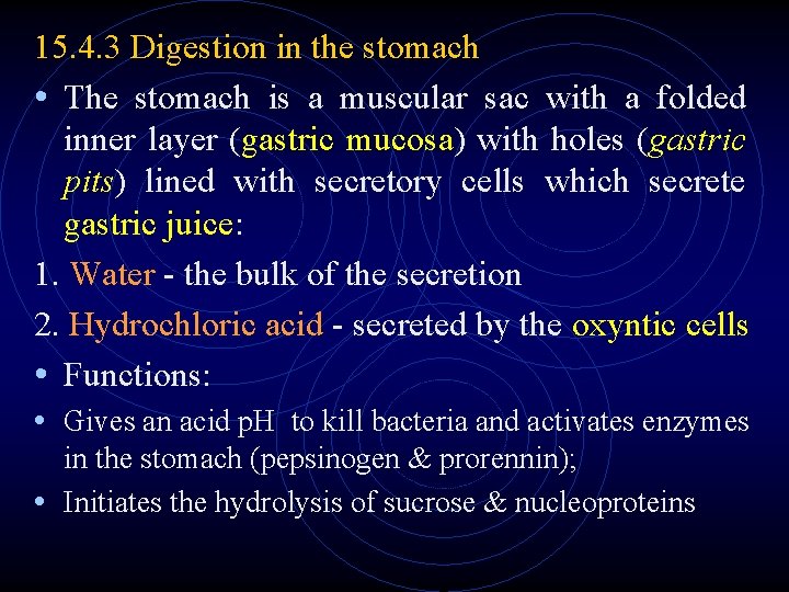 15. 4. 3 Digestion in the stomach • The stomach is a muscular sac 15. 4. 3 Digestion in the stomach • The stomach is a muscular sac