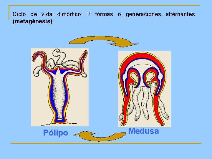 Ciclo de vida dimórfico: 2 formas o generaciones alternantes (metagénesis) Pólipo Medusa 