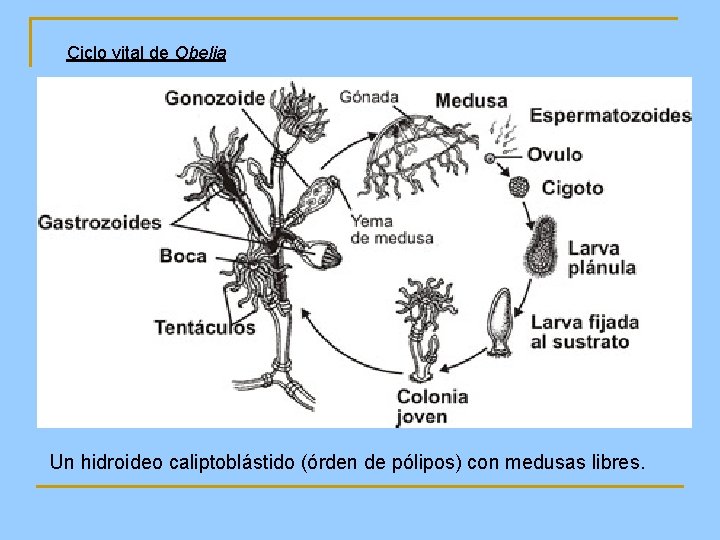 Ciclo vital de Obelia Un hidroideo caliptoblástido (órden de pólipos) con medusas libres. 