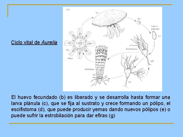 Ciclo vital de Aurelia El huevo fecundado (b) es liberado y se desarrolla hasta Ciclo vital de Aurelia El huevo fecundado (b) es liberado y se desarrolla hasta